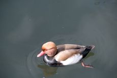 Kolbenente (4 von 5).jpg